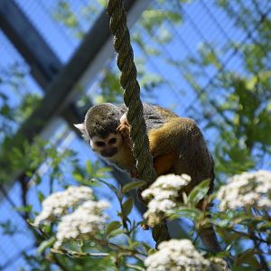 Squirrel monkey
