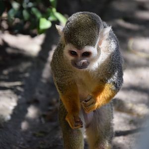 Squirrel monkey