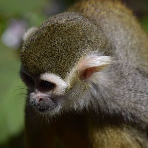 Squirrel monkey