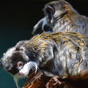 Emperor Tamarin