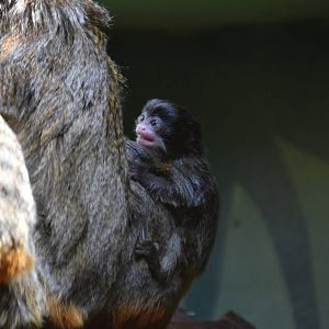 Emperor Tamarin baby