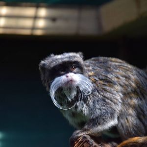 Emperor Tamarin