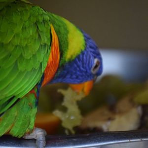 Lorikeet