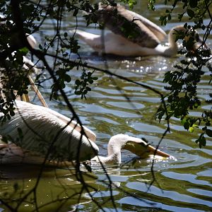 Pelican feeding