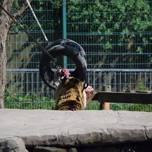 Amur tiger feeding