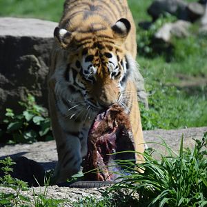 Tiger Feeding