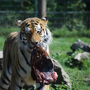 Tiger feeding