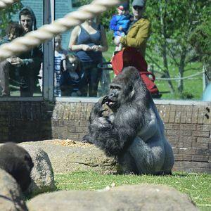 Gorilla feeding