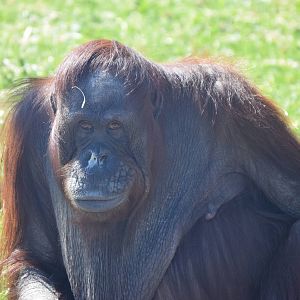 Orangutan