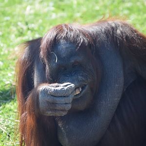 Happy orangutan