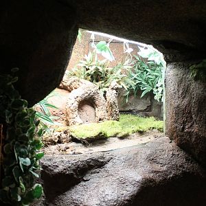 Enclosure Ball python