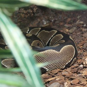 Ball python - at least part of it