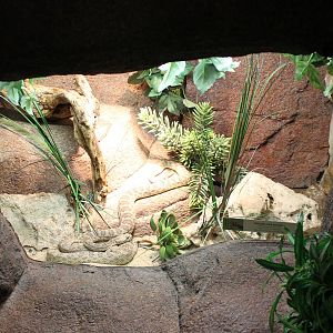 Enclosure Prairie rattlesnake