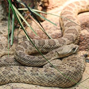 Prairie rattlesnake