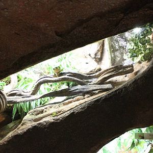 Enclosure Giant leaf frog