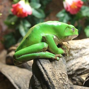 Giant leaf frog