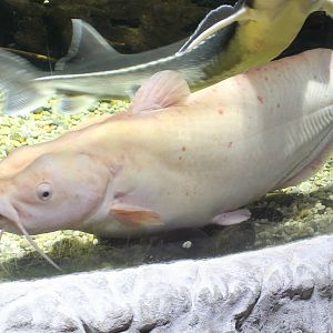 Brown bullhead - albino