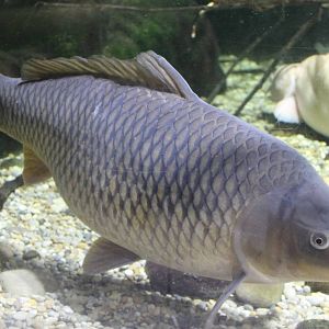 Common carp