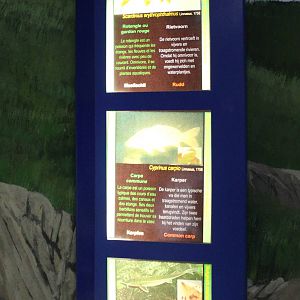 Signs European fishes