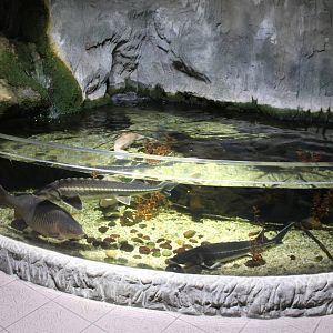 Aquarium European fishes