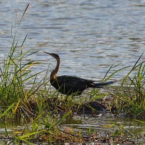 African Darter, Khwai Community Area, Botswana, 24/04/16