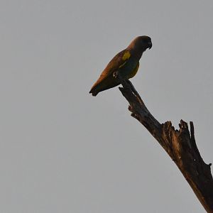 Meyer's Parrot, Khwai Community Area, Botswana, 24/04/16
