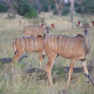 Zambezi Greater Kudu, Khwai Community Area, Botswana, 24/04/16