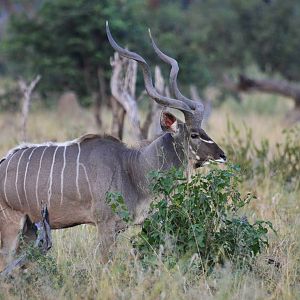 Zambezi Greater Kudu, Khwai Community Area, Botswana, 24/04/16