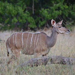 Zambezi Greater Kudu, Khwai Community Area, Botswana, 24/04/16