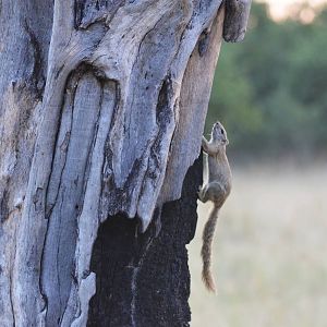 Smith's Bush Squirrel, Khwai Community Area, Botswana, 24/04/16
