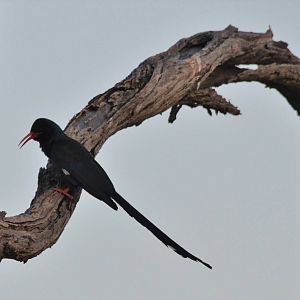 Green Wood-hoopoe, Khwai Community Area, Botswana, 24/04/16