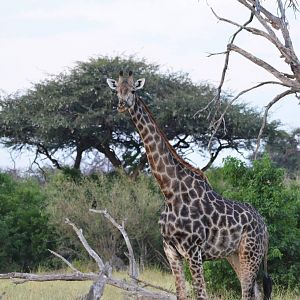Southern Giraffe, Khwai Community Area, Botswana, 24/04/16