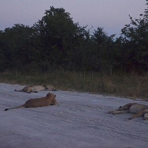 Lions by Twilight, Khwai Community Area, Botswana, 24/04/16