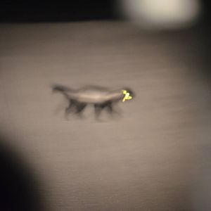 Headlight Honey Badger, Khwai Community Area, Botswana, 24/04/16