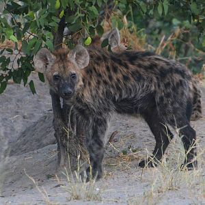Spotted Hyaena, Khwai Community Area, Botswana, 25/04/16