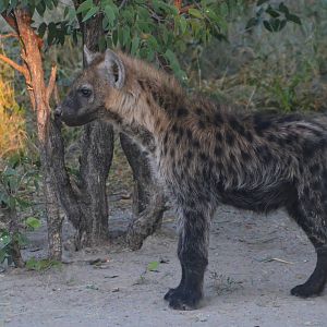 Spotted Hyaena, Khwai Community Area, Botswana, 25/04/16