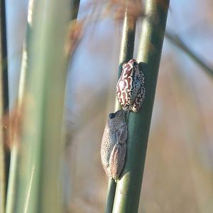 Angolan Reed Frogs, Khwai Community Area, Botswana, 25/04/16