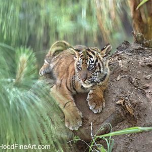 Sumatran tiger cub
