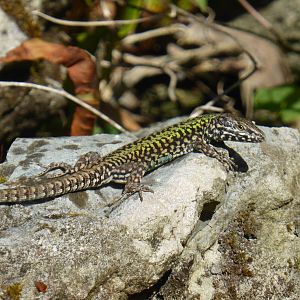 Wall lizard