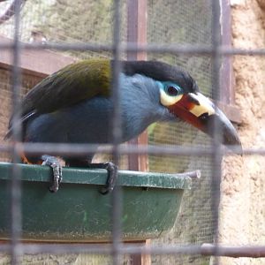 Plate-billed Mountain Toucan