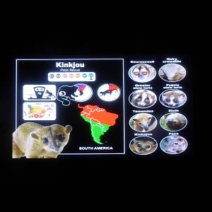 Nocturnal House graphics