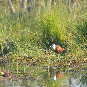 African Jacana, Khwai Community Area, Botswana, 25/04/16