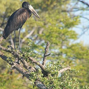 African Openbill, Khwai Community Area, Botswana, 25/04/16