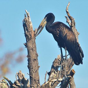 African Openbill, Khwai Community Area, Botswana, 25/04/16