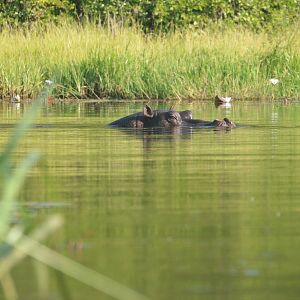 Common Hippopotamus, Khwai Community Area, Botswana, 25/04/16