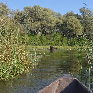 Common Hippopotamus, Khwai Community Area, Botswana, 25/04/16