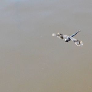 Banded Groundling, Khwai Community Area, Botswana, 25/04/16