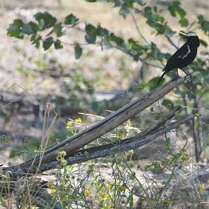 Arnott's Chat, Khwai Community Area, Botswana, 25/04/16