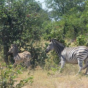 Damara Zebra with Foal, Khwai Community Area, Botswana, 25/04/16