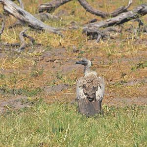 White-backed Vulture, Khwai Community Area, Botswana, 25/04/16